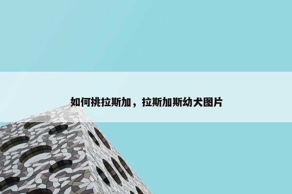 如何挑拉斯加，拉斯加斯幼犬图片