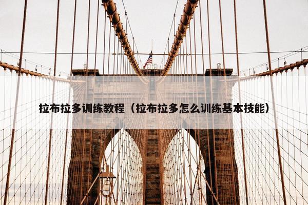 拉布拉多训练教程（拉布拉多怎么训练基本技能）