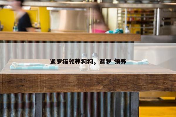 暹罗猫领养狗狗，暹罗 领养