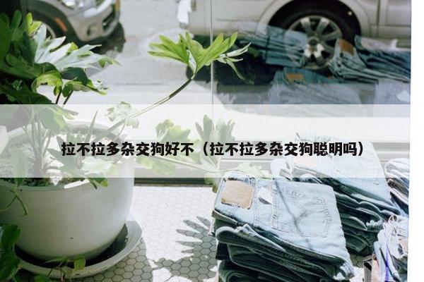 拉不拉多杂交狗好不（拉不拉多杂交狗聪明吗）