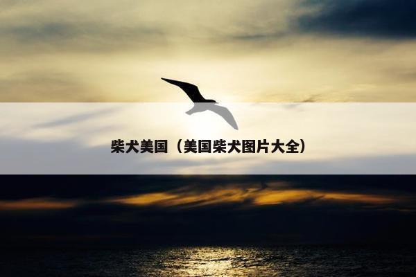 柴犬美国（美国柴犬图片大全）