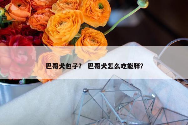 巴哥犬包子？ 巴哥犬怎么吃能胖？