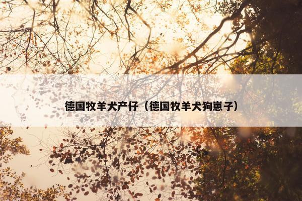 德国牧羊犬产仔（德国牧羊犬狗崽子）