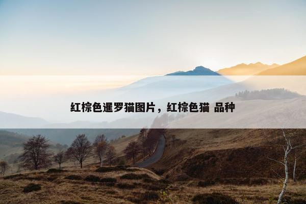 红棕色暹罗猫图片，红棕色猫 品种