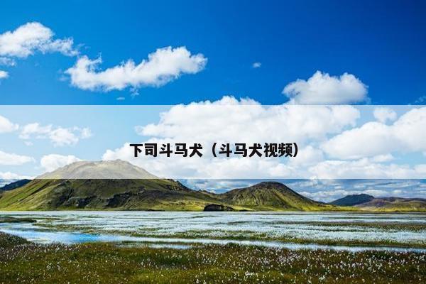 下司斗马犬（斗马犬视频）