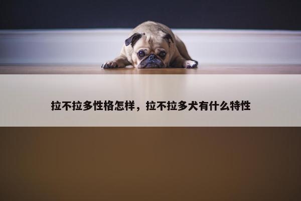 拉不拉多性格怎样，拉不拉多犬有什么特性