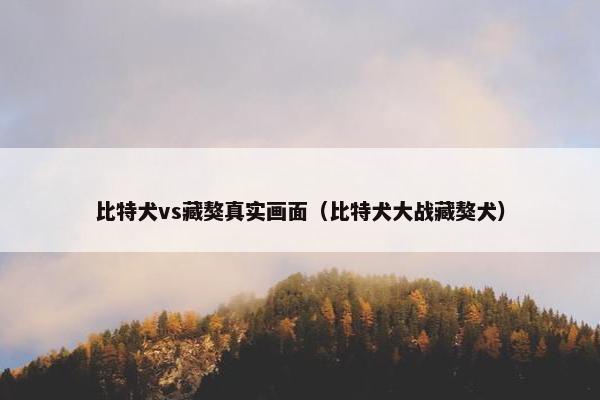 比特犬vs藏獒真实画面（比特犬大战藏獒犬）