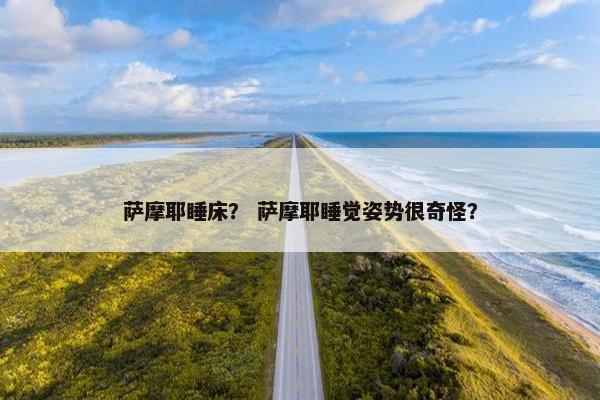 萨摩耶睡床？ 萨摩耶睡觉姿势很奇怪？