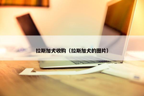 拉斯加犬收购（拉斯加犬的图片）