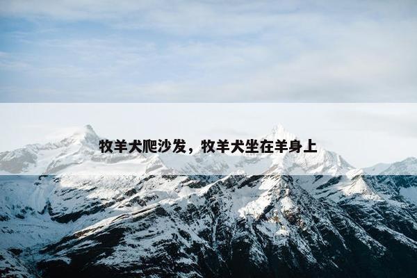 牧羊犬爬沙发，牧羊犬坐在羊身上