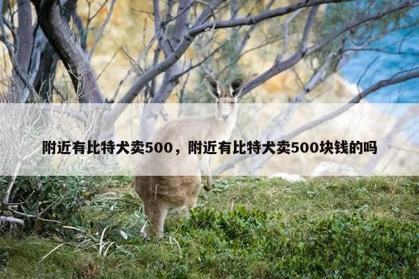 附近有比特犬卖500，附近有比特犬卖500块钱的吗