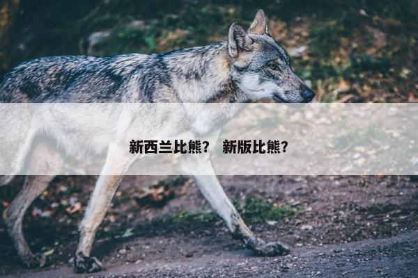 新西兰比熊？ 新版比熊？