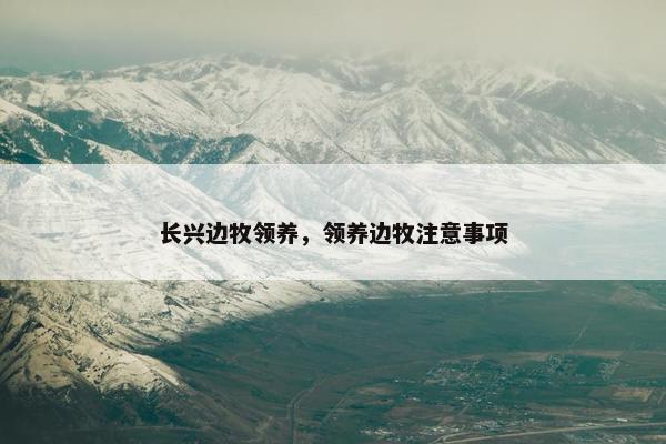 长兴边牧领养，领养边牧注意事项