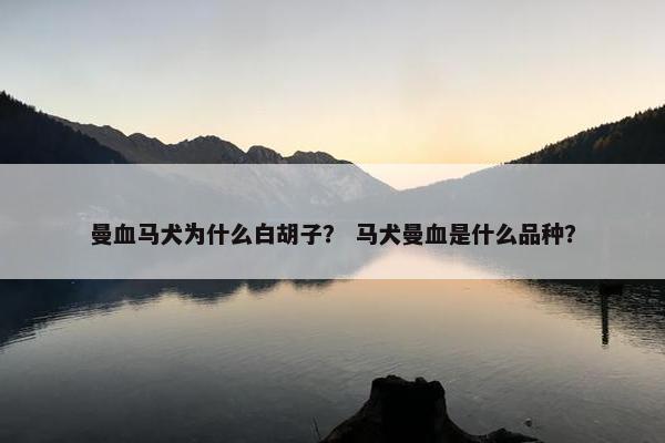曼血马犬为什么白胡子？ 马犬曼血是什么品种？