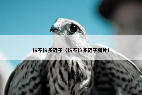 拉不拉多鞋子（拉不拉多鞋子图片）