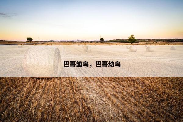 巴哥雏鸟，巴哥幼鸟