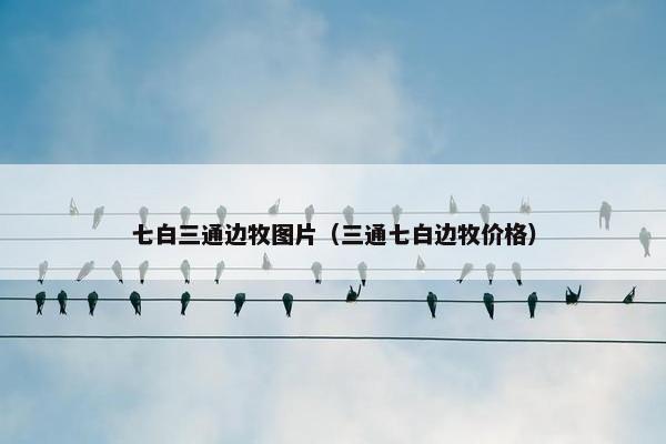 七白三通边牧图片（三通七白边牧价格）