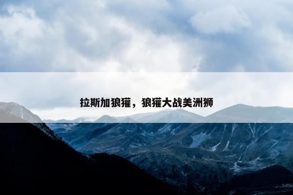 拉斯加狼獾，狼獾大战美洲狮