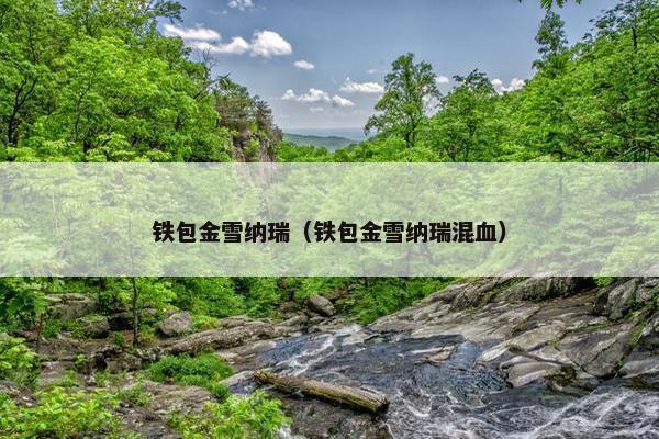铁包金雪纳瑞（铁包金雪纳瑞混血）