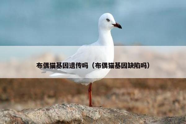 布偶猫基因遗传吗（布偶猫基因缺陷吗）