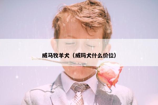 威马牧羊犬（威玛犬什么价位）