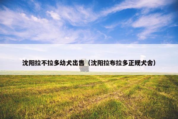 沈阳拉不拉多幼犬出售（沈阳拉布拉多正规犬舍）