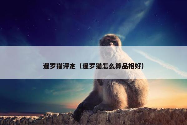 暹罗猫评定（暹罗猫怎么算品相好）