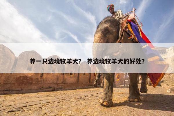 养一只边境牧羊犬？ 养边境牧羊犬的好处？