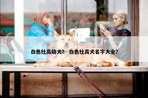 白色杜高幼犬？ 白色杜高犬名字大全？