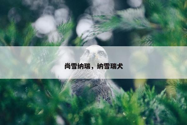尚雪纳瑞，纳雪瑞犬