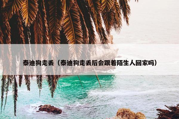 泰迪狗走丢（泰迪狗走丢后会跟着陌生人回家吗）