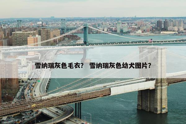 雪纳瑞灰色毛衣？ 雪纳瑞灰色幼犬图片？