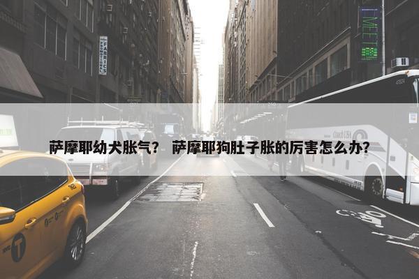 萨摩耶幼犬胀气？ 萨摩耶狗肚子胀的厉害怎么办？