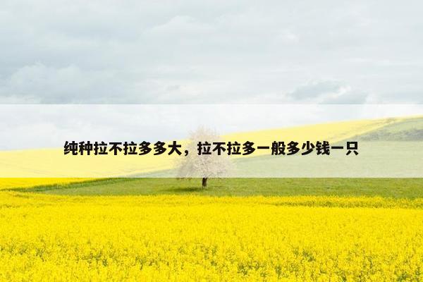 纯种拉不拉多多大，拉不拉多一般多少钱一只