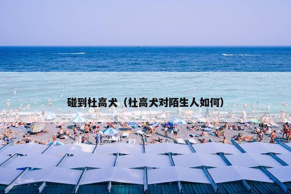 碰到杜高犬（杜高犬对陌生人如何）