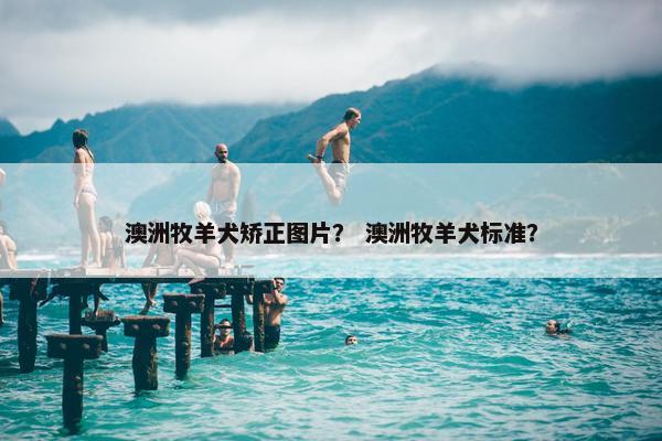 澳洲牧羊犬矫正图片？ 澳洲牧羊犬标准？