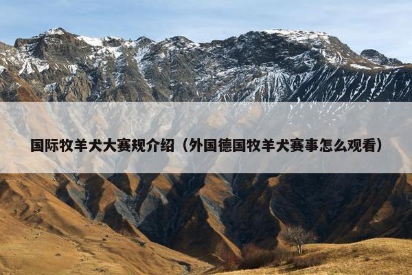 国际牧羊犬大赛规介绍（外国德国牧羊犬赛事怎么观看）