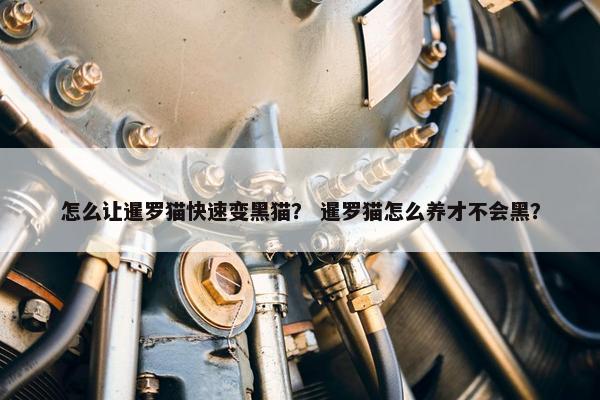 怎么让暹罗猫快速变黑猫？ 暹罗猫怎么养才不会黑？