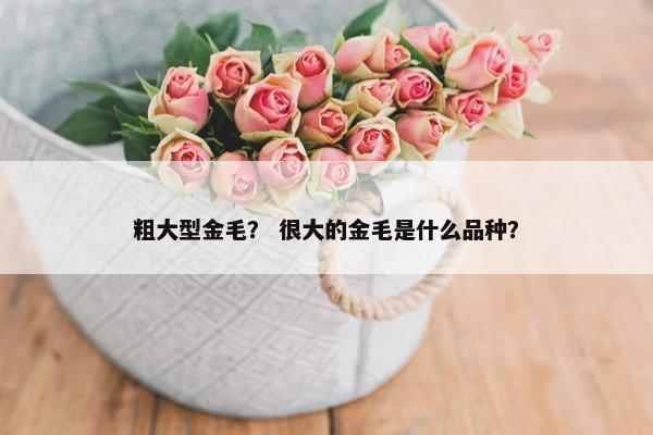 粗大型金毛？ 很大的金毛是什么品种？
