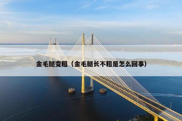 金毛腿变粗（金毛腿长不粗是怎么回事）
