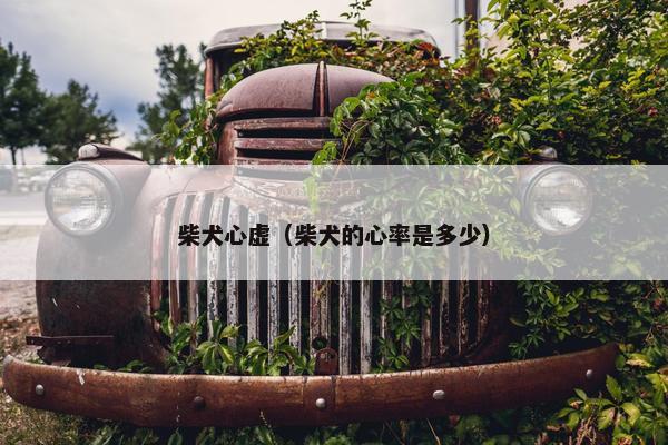 柴犬心虚（柴犬的心率是多少）