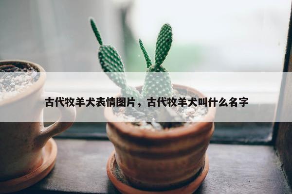 古代牧羊犬表情图片，古代牧羊犬叫什么名字