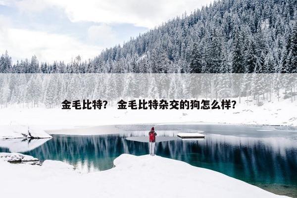 金毛比特？ 金毛比特杂交的狗怎么样？