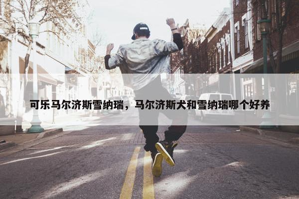 可乐马尔济斯雪纳瑞，马尔济斯犬和雪纳瑞哪个好养