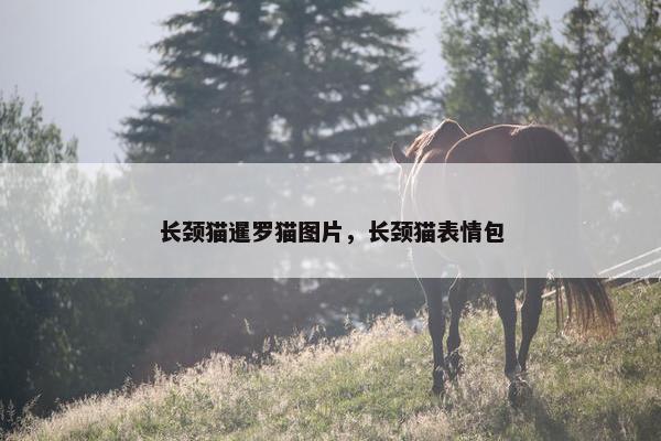 长颈猫暹罗猫图片，长颈猫表情包