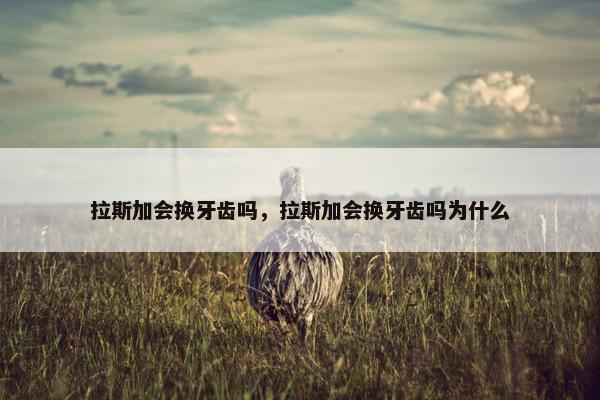 拉斯加会换牙齿吗，拉斯加会换牙齿吗为什么