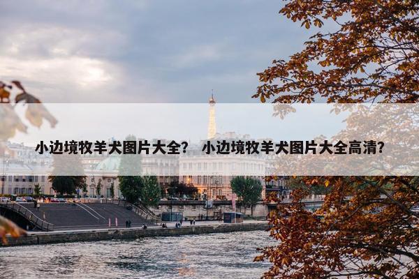 小边境牧羊犬图片大全？ 小边境牧羊犬图片大全高清？