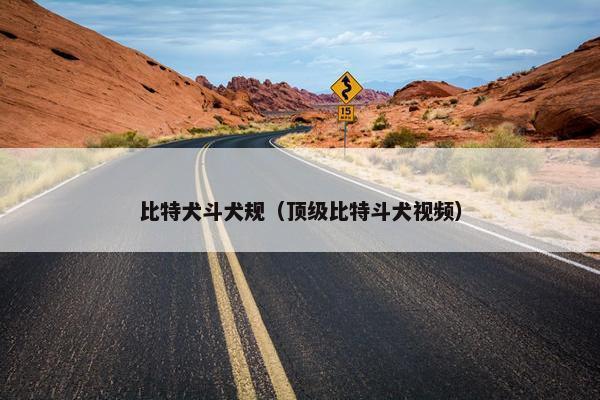 比特犬斗犬规（顶级比特斗犬视频）