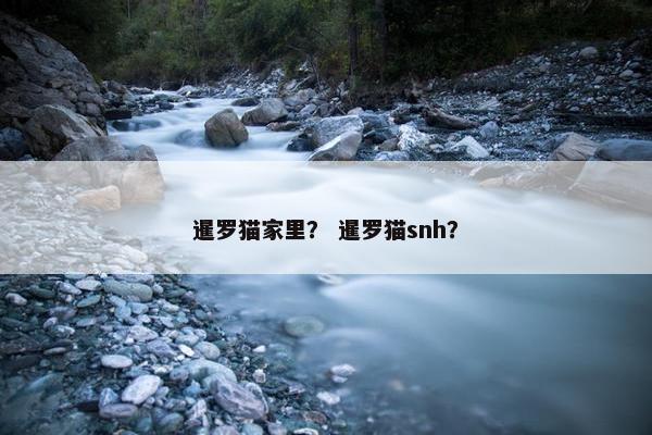 暹罗猫家里？ 暹罗猫snh？