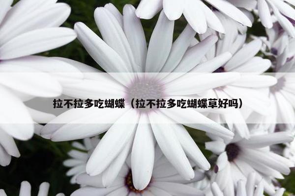 拉不拉多吃蝴蝶（拉不拉多吃蝴蝶草好吗）